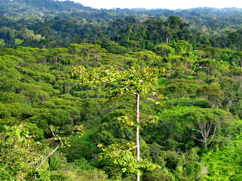 La selva de la región Kuna