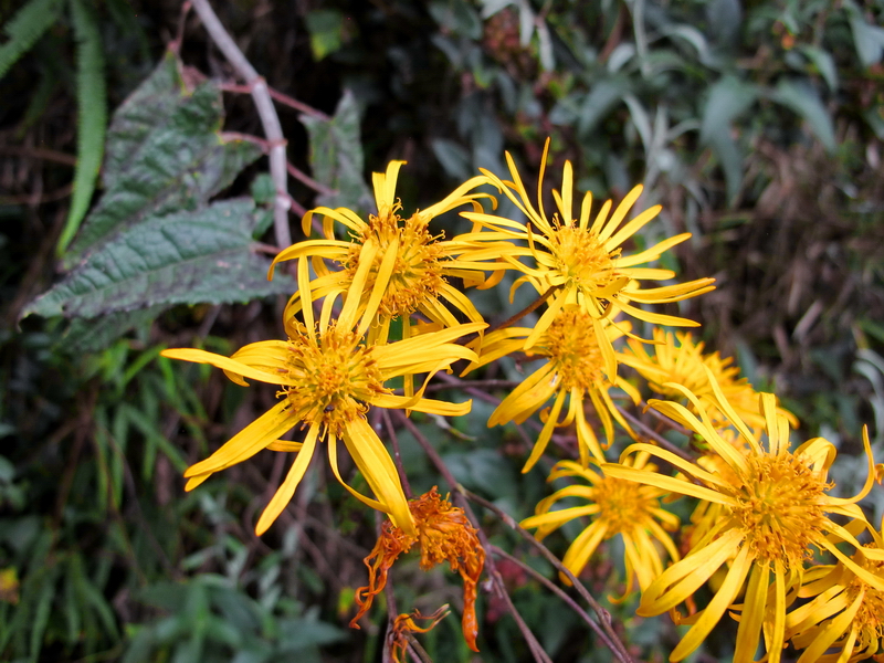 Flores en Guatavita