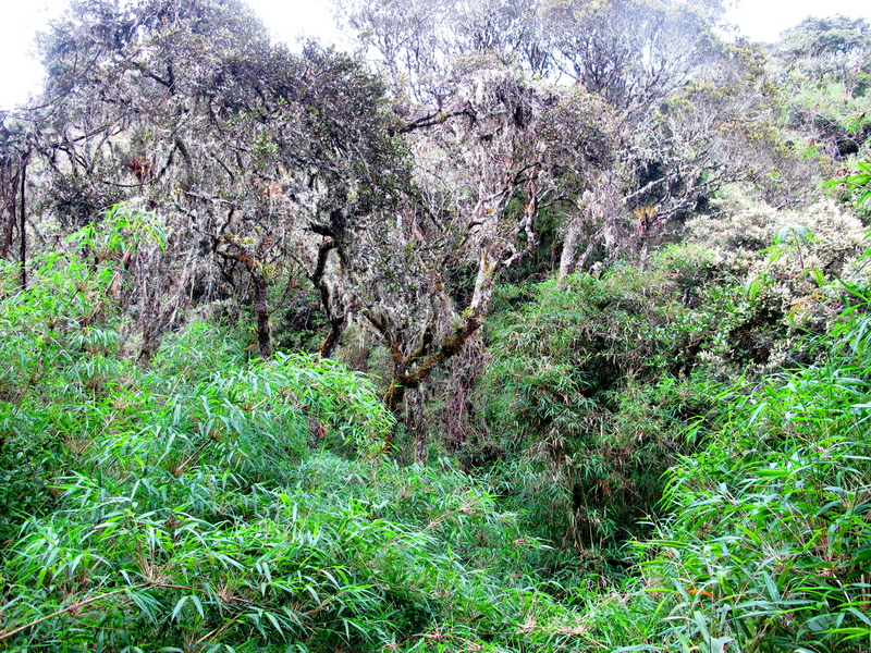 Bosque húmedo de Guatavita