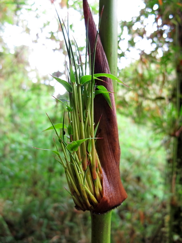 Bosque húmedo de Guatavita