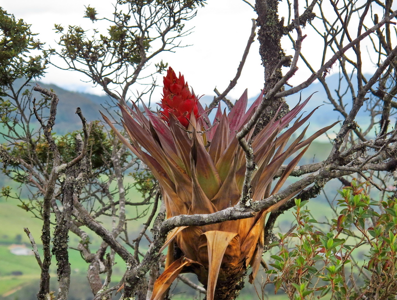 Bosque húmedo de Guatavita