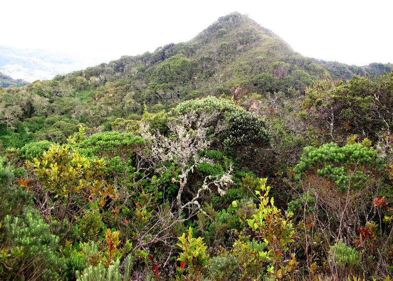 Riqueza vegetal en Guatavita 3