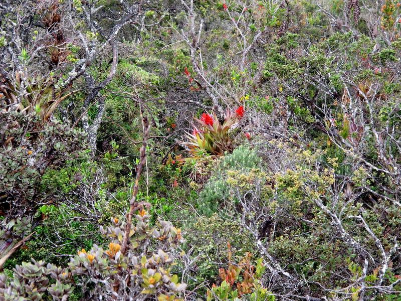 Riqueza vegetal en Guatavita