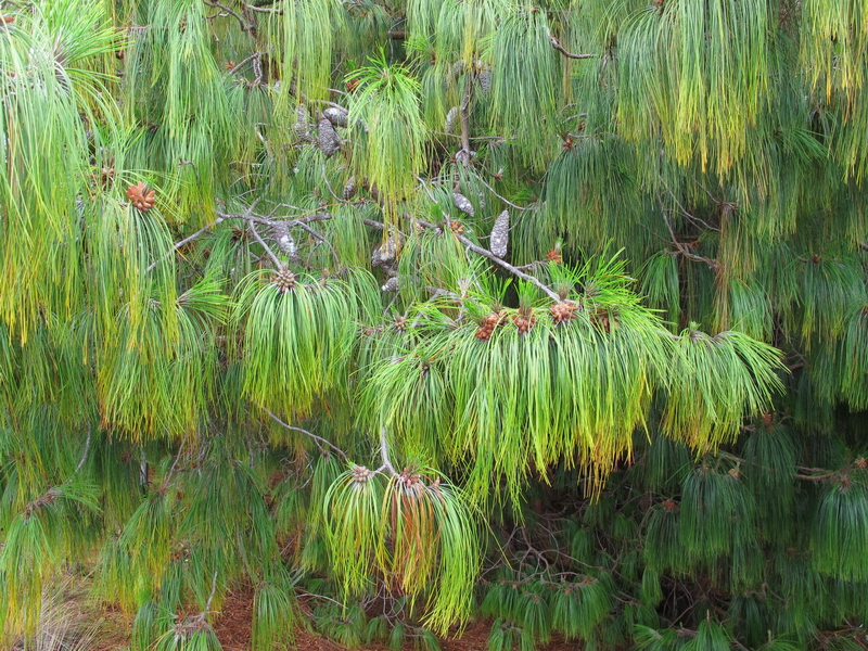 Bosques de Guatavita