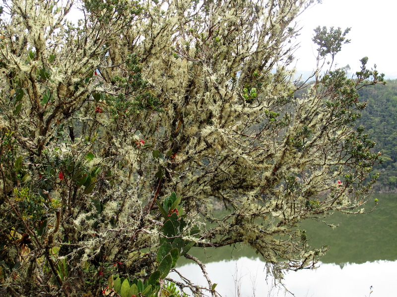 Líquenes en Guatavita