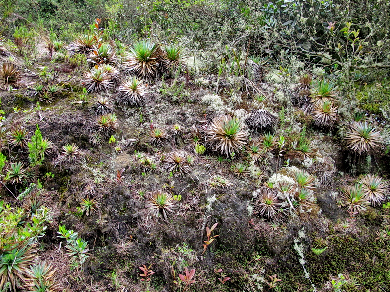 Riqueza vegetal en Guatavita