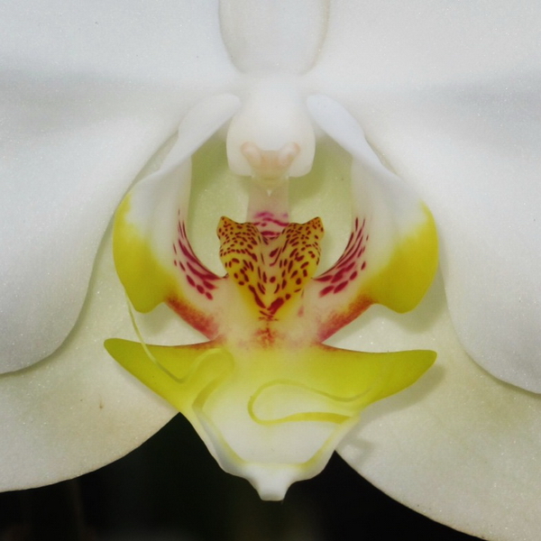 Orquidea 2