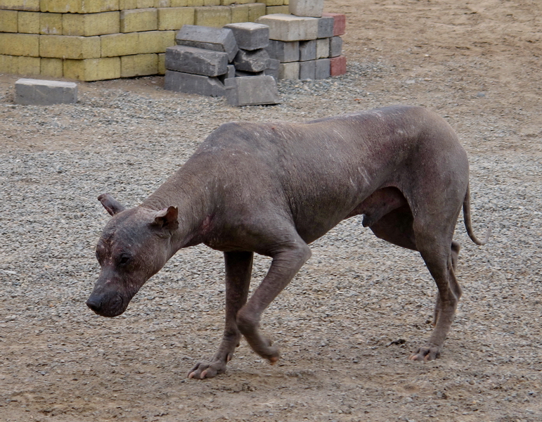 Perro de Pachacamac