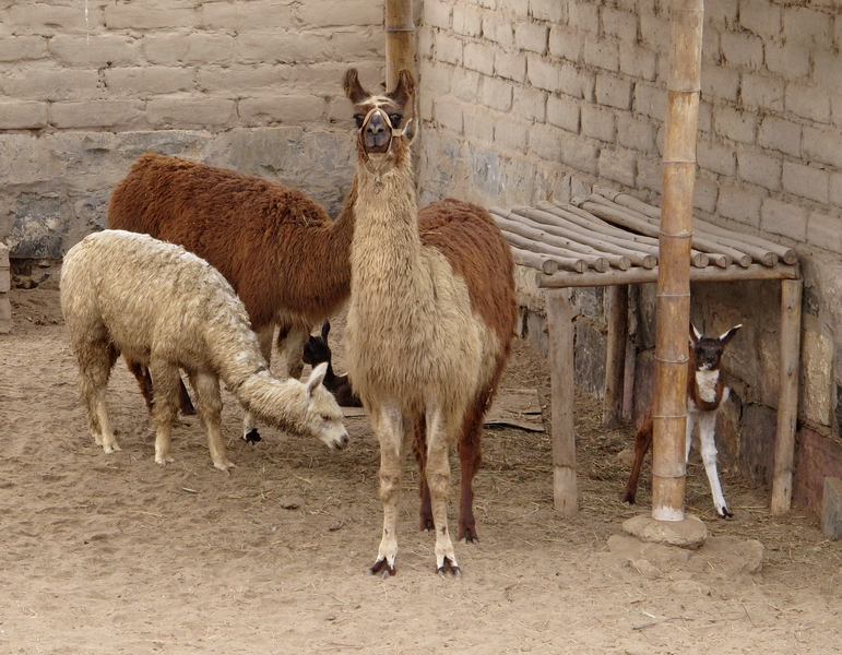 Llamas en Pachacamac