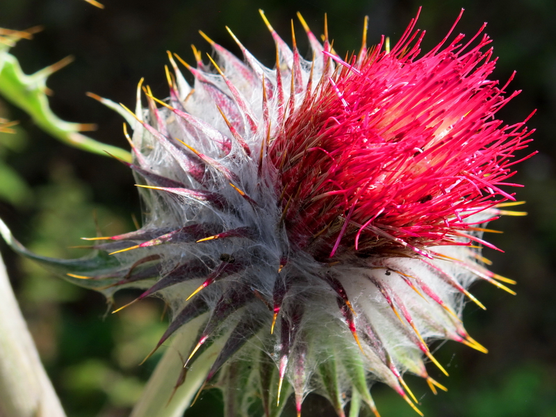 Flor de cardo