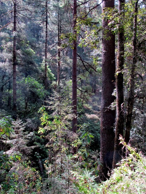 Sierra Chincua, Michoacán 2