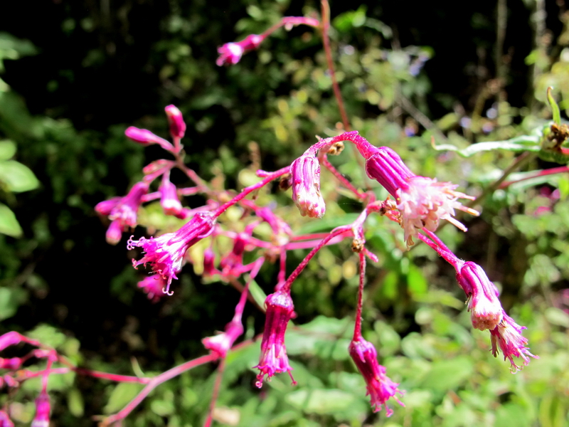 Flores de Sierra Chincua 2