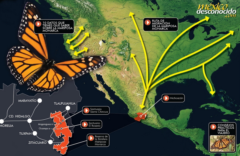 Rutas migratorias de las Mariposa Monarcas
