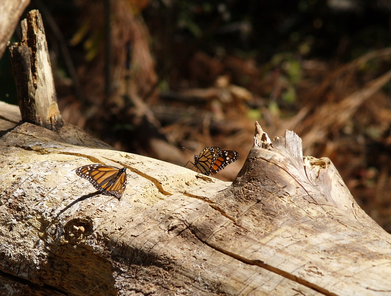 Mariposas monarca 2