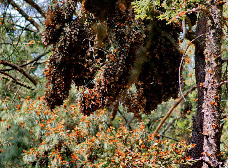 Agrupaciones de miles de mariposas en las ramas de un oyamel