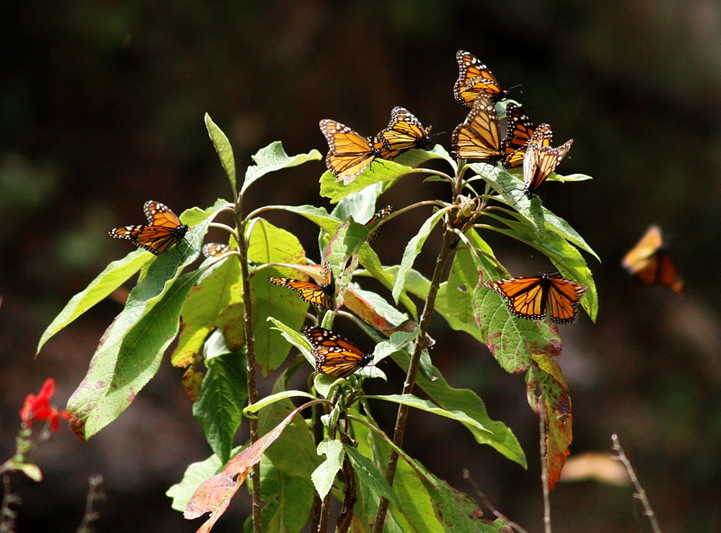 Mariposas monarca al sol