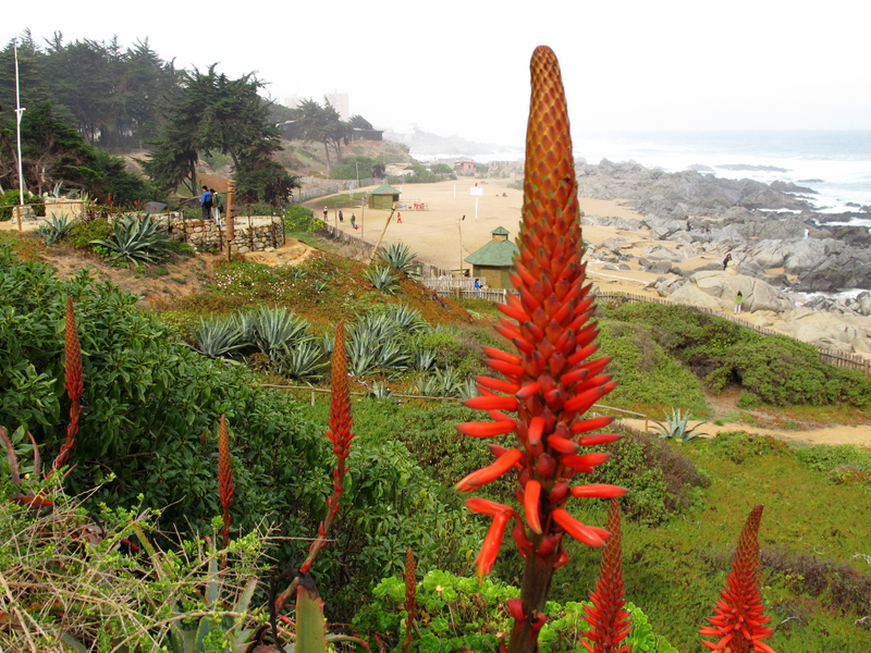 Isla Negra