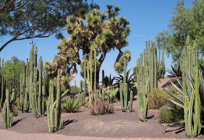 Jardín de cactáceas en la Puerta 1 de Teotihuacán