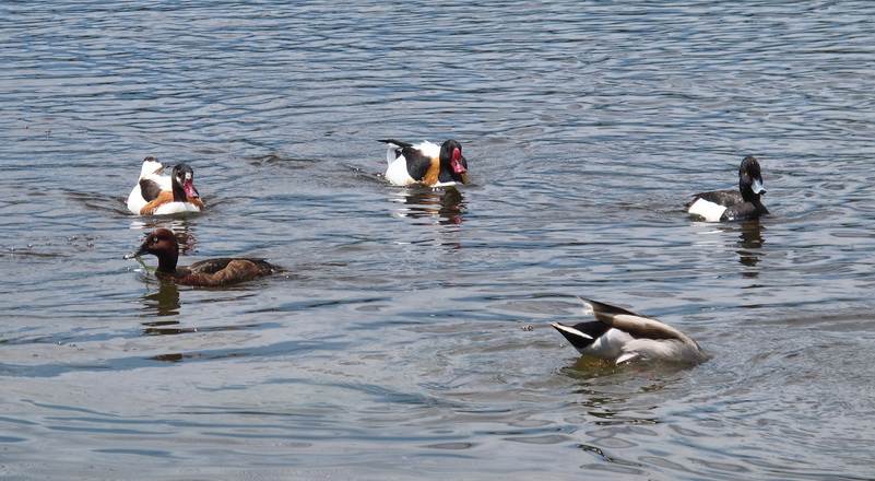 Diversidad de aves en las Tablas de Daimiel