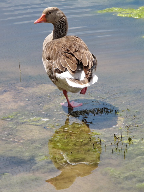 Diversidad de aves en las Tablas de Daimiel