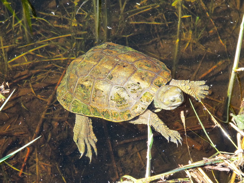 Tortuga en las Tablas de Daimiel