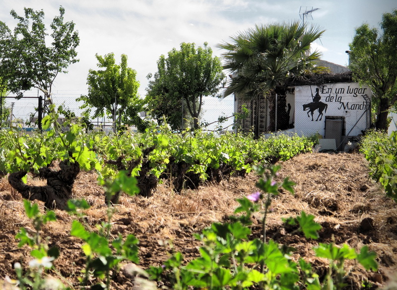 Cultivo tradicional de vides en La Mancha