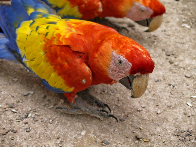 Guacamayo en Copán