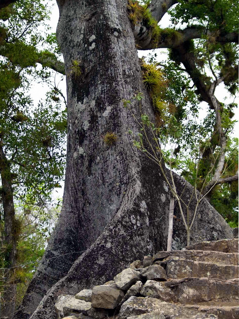 Ceiba creciendo sobre las ruinas de Copán