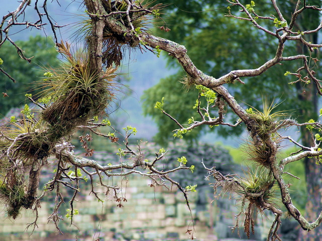 Ruinas de Copán