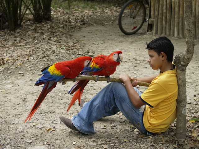 Un niño jugando con loros en Copán