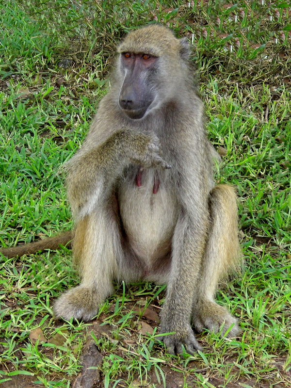 Hotel Victoria Falls 5