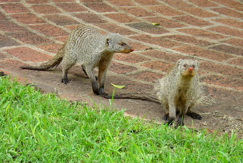 Hotel Victoria Falls 4