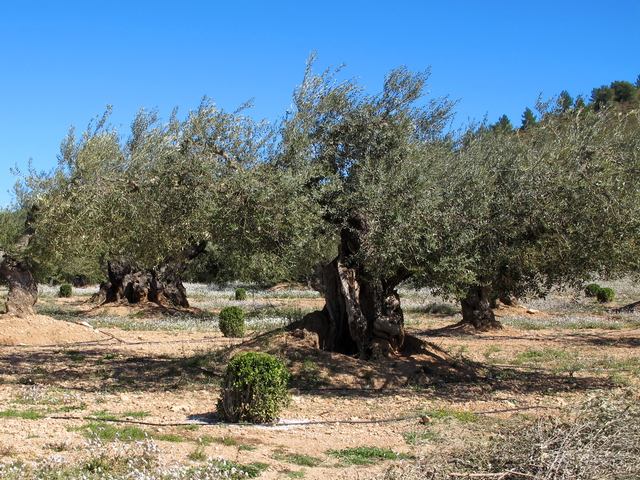 Viejos olivares