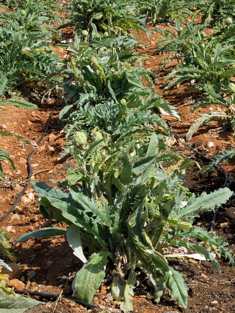 La alcachofa es uno de los productos estrella de la huerta peñiscolana