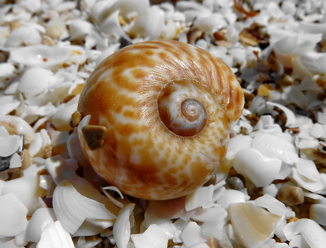 Concha de caracol en una de las playas de la Sierra de Irta