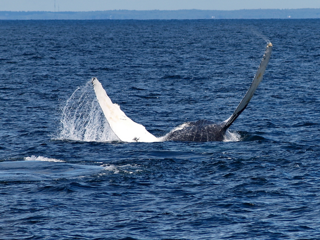 Ballena que se ha dado la vuelta palmeando las aletas en el agua