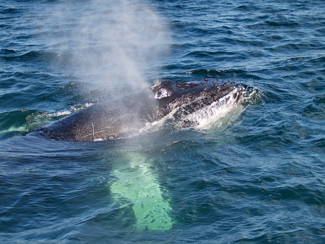 Cría de ballena jorobada