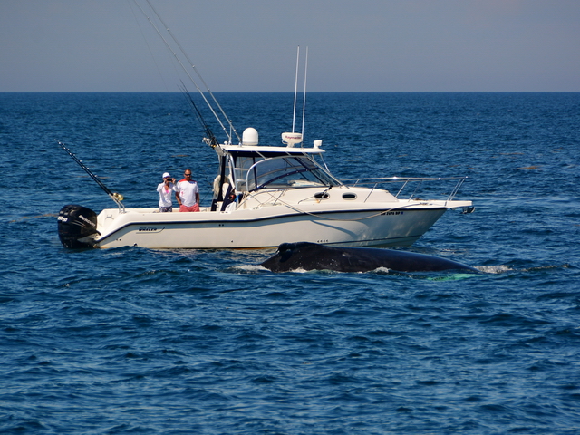 Esto sí que es ver una ballena de cerca