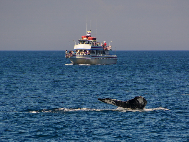 Ballenas en el Stallwagen Bank