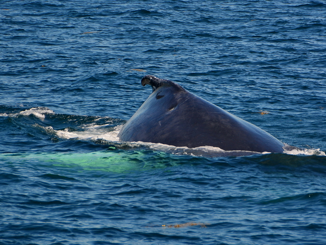 Ballena jorobada en el Stellwagen Bank