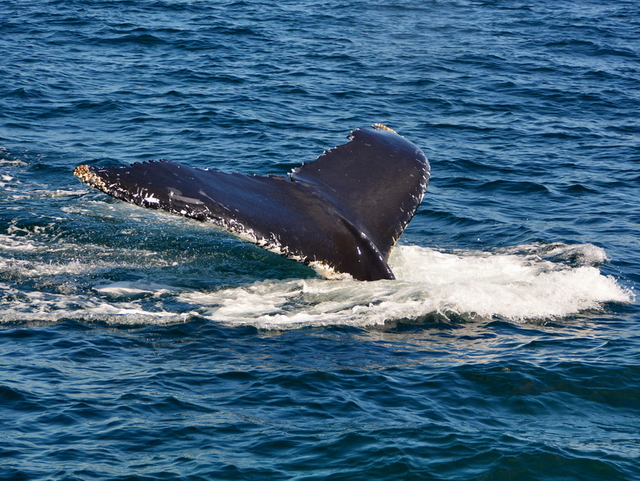 Ballena jorobada sumergiéndose en el Stellwagen Bank