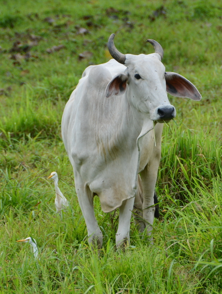 El ganado vacuno, un grave problema ecológico.