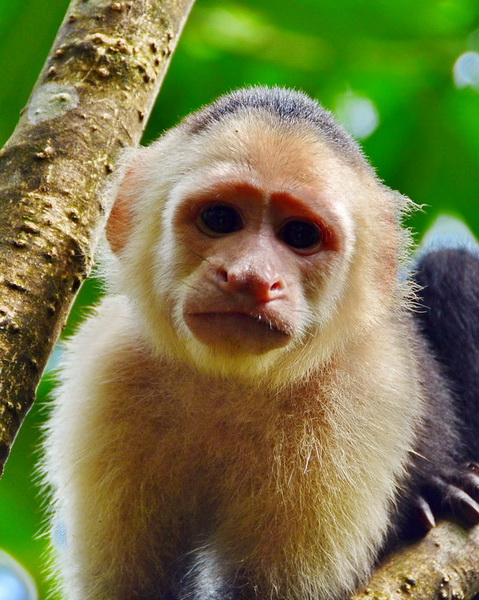 Mono carablanca en Tortuguero