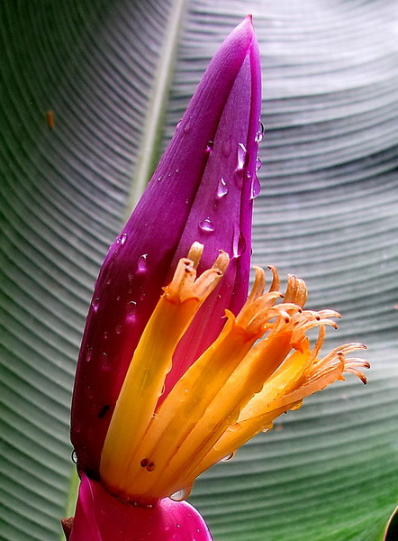 Flor bajo la lluvia en Tortuguero