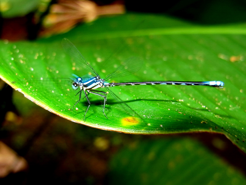 Libelula azul Tortuguero