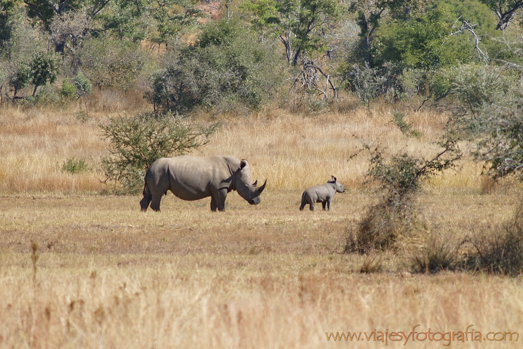 Una hembra de rinoceronte y su cría