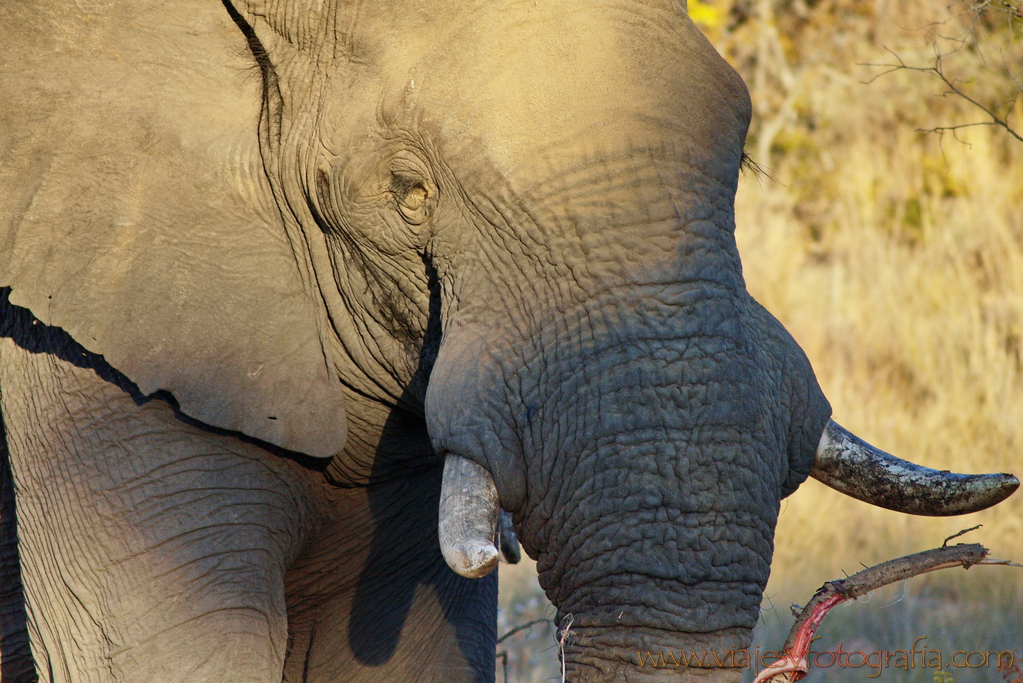 Elefante en Welgevonden 2