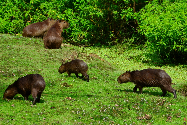 Capibaras en Gamboa