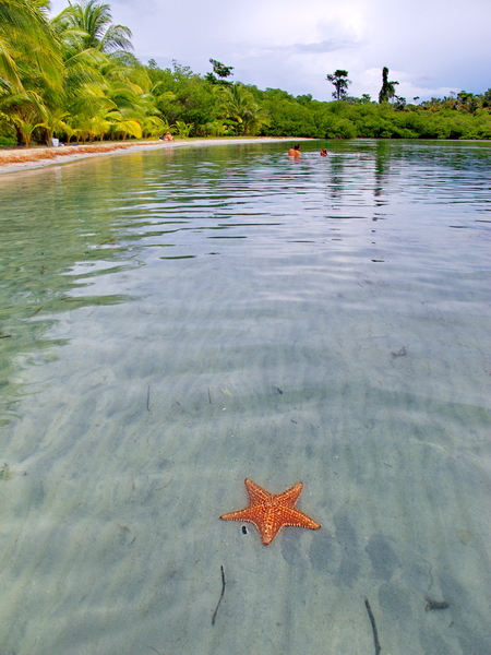 Playa de las Estrellas, Bocas del Toro, Panamá