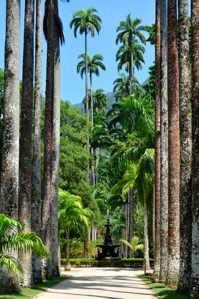 Palmeras reales en el Jardín Botánico de Rio de Janeiro